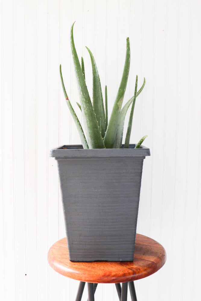 
            
                Load image into Gallery viewer, 10&amp;quot; Aloe Vera
            
        