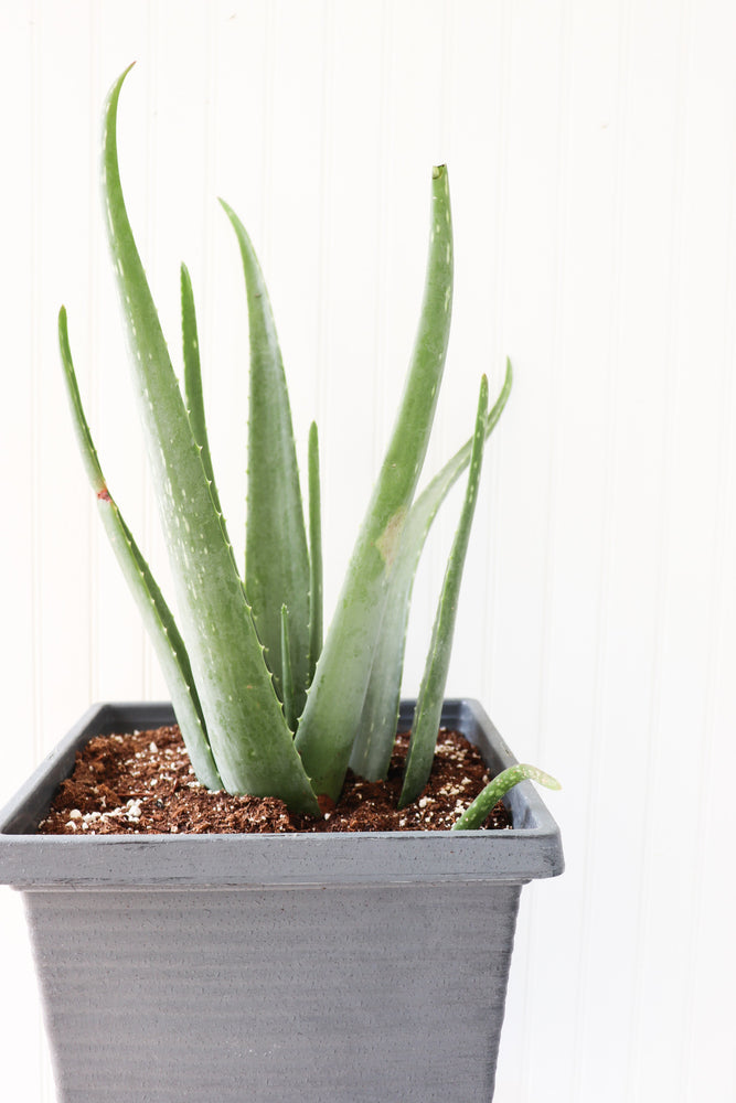 
            
                Load image into Gallery viewer, 10&amp;quot; Aloe Vera
            
        