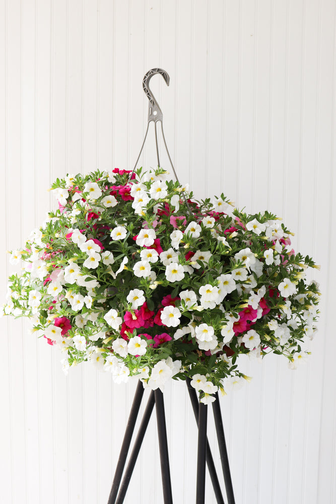 12" Million Bells/Calibrachoa Hanging Basket ( Multiple Colors )