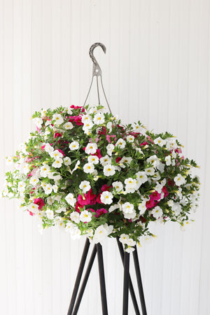 12" Million Bells/Calibrachoa Hanging Basket ( Multiple Colors )