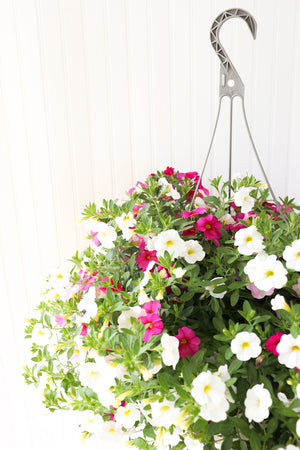 12" Million Bells/Calibrachoa Hanging Basket ( Multiple Colors )