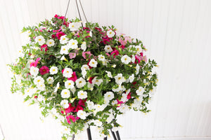 12" Million Bells/Calibrachoa Hanging Basket ( Multiple Colors )