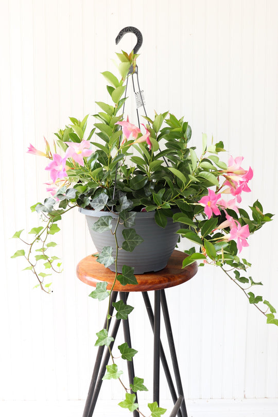 13" Dipladenia English Ivy Hanging Basket (Multiple Colours)