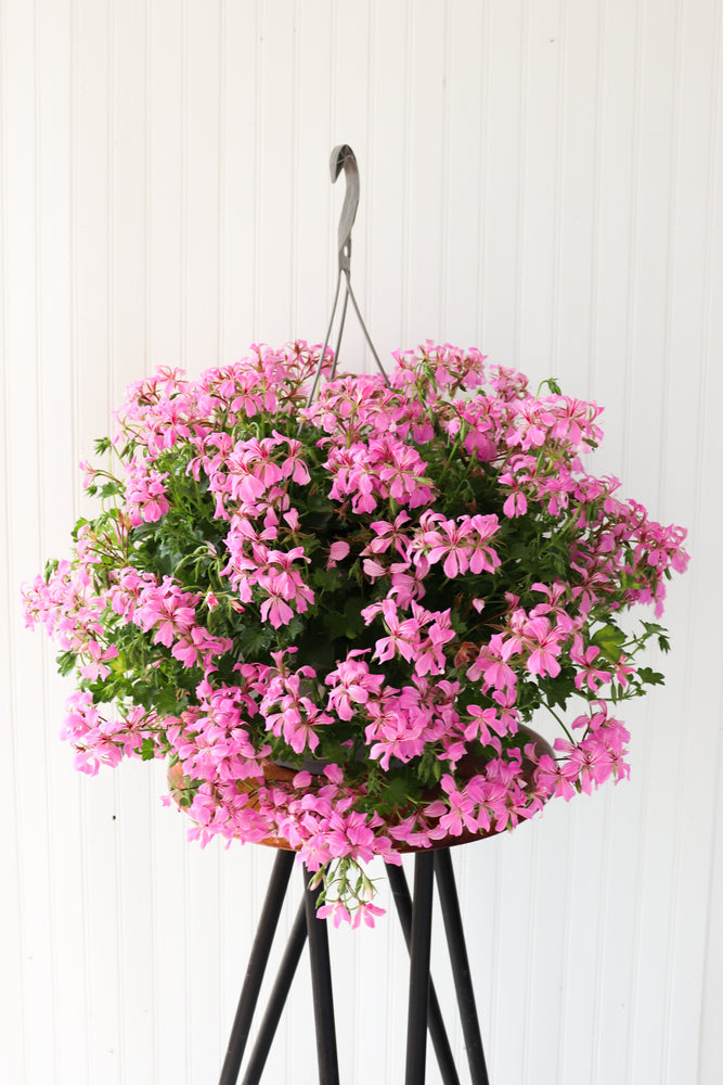 12" Mini Cascade Geranium Hanging Basket (Multiple Colours)