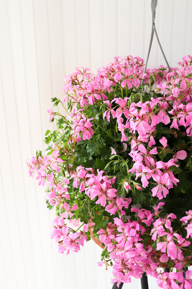 12" Mini Cascade Geranium Hanging Basket (Multiple Colours)