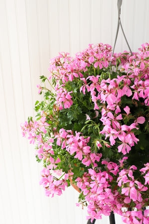 12” Mini Cascade Geranium Hanging Basket (Multiple Colours)