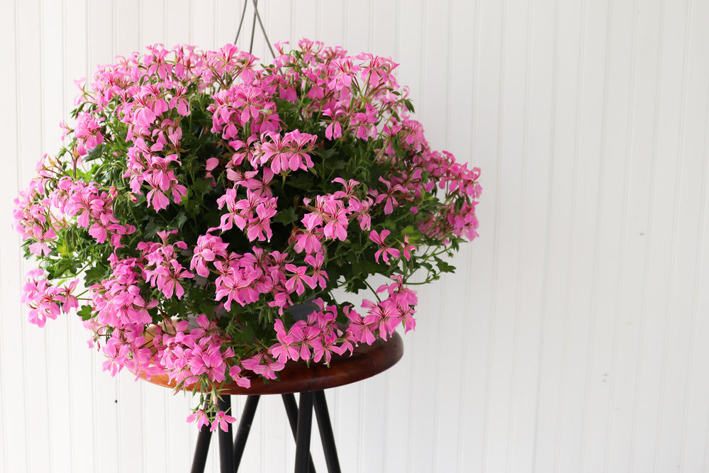 12" Mini Cascade Geranium Hanging Basket (Multiple Colours)