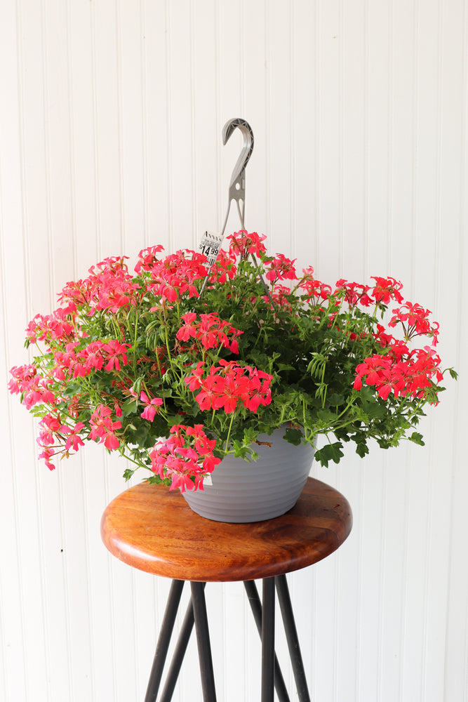 12" Mini Cascade Geranium Hanging Basket (Multiple Colours)