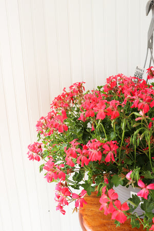 12" Mini Cascade Geranium Hanging Basket (Multiple Colours)