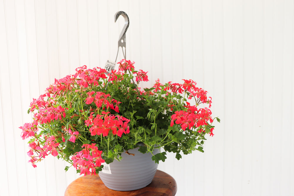 12" Mini Cascade Geranium Hanging Basket (Multiple Colours)