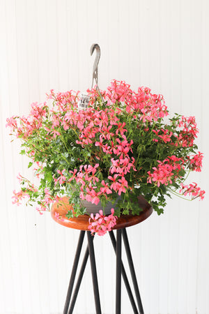 12" Mini Cascade Geranium Hanging Basket (Multiple Colours)