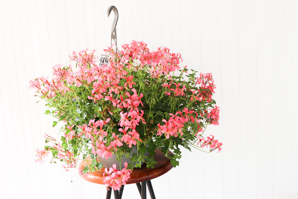 12" Mini Cascade Geranium Hanging Basket (Multiple Colours)