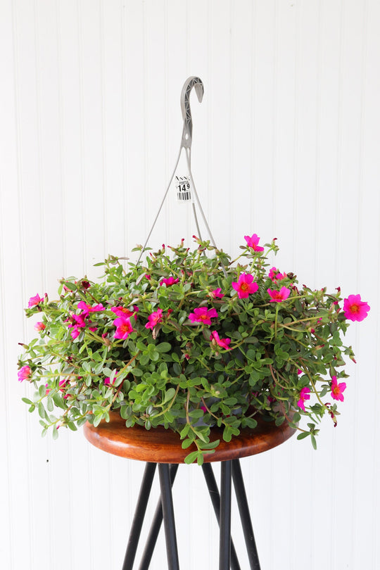 12" Portulaca Hanging Basket (Multiple Colours)