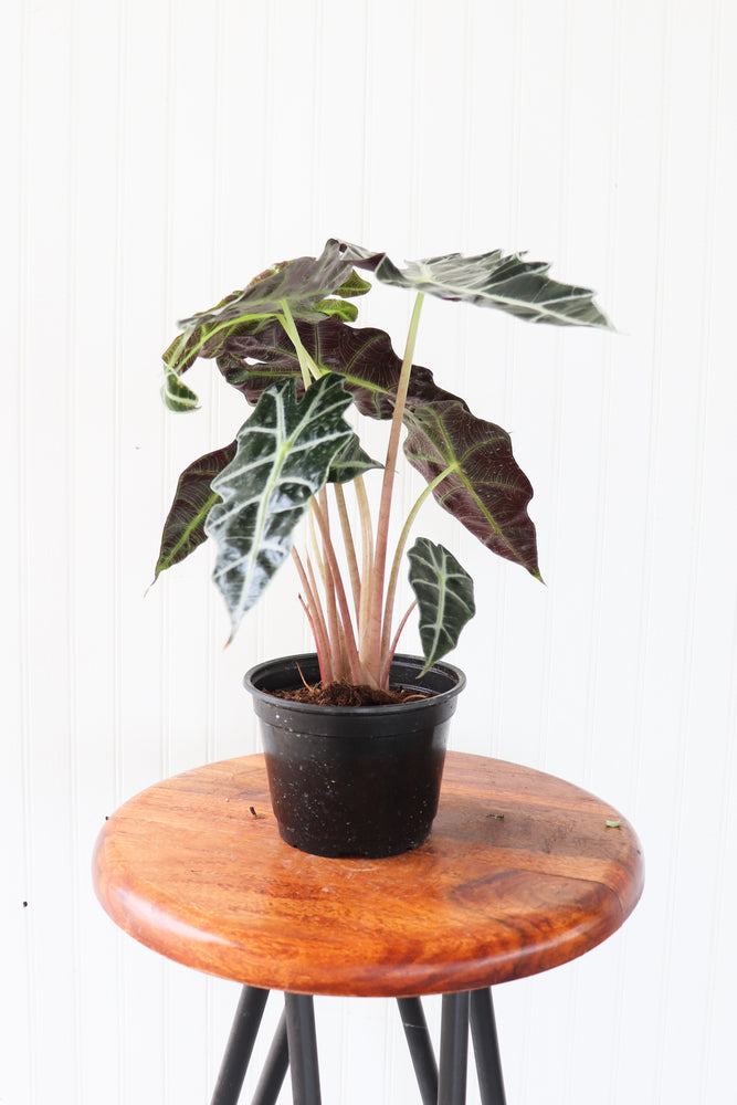 6" Alocasia Amazonica Polly