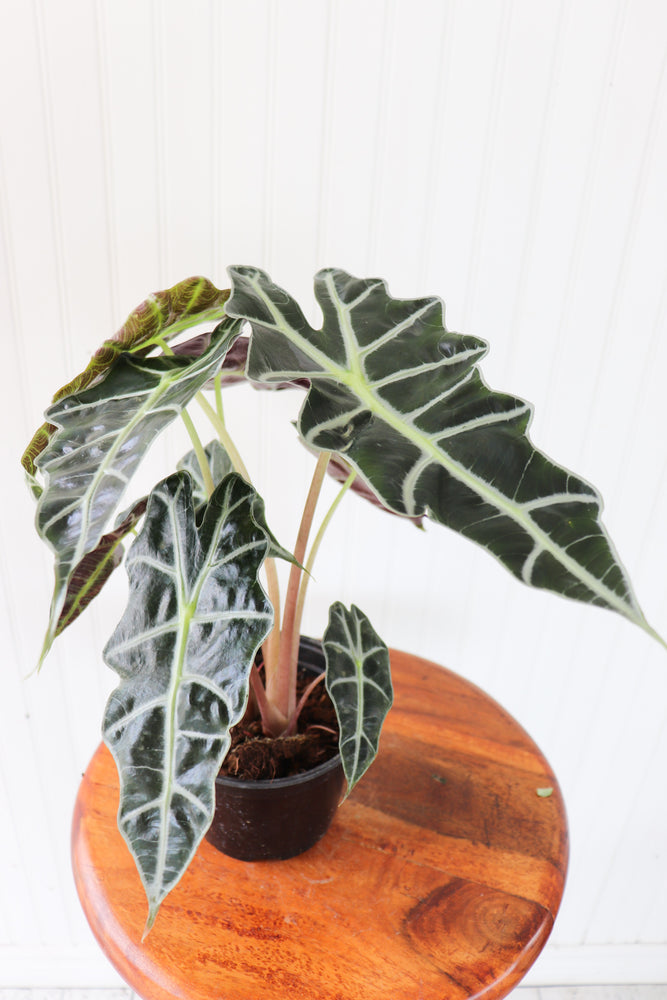 6" Alocasia Amazonica Polly