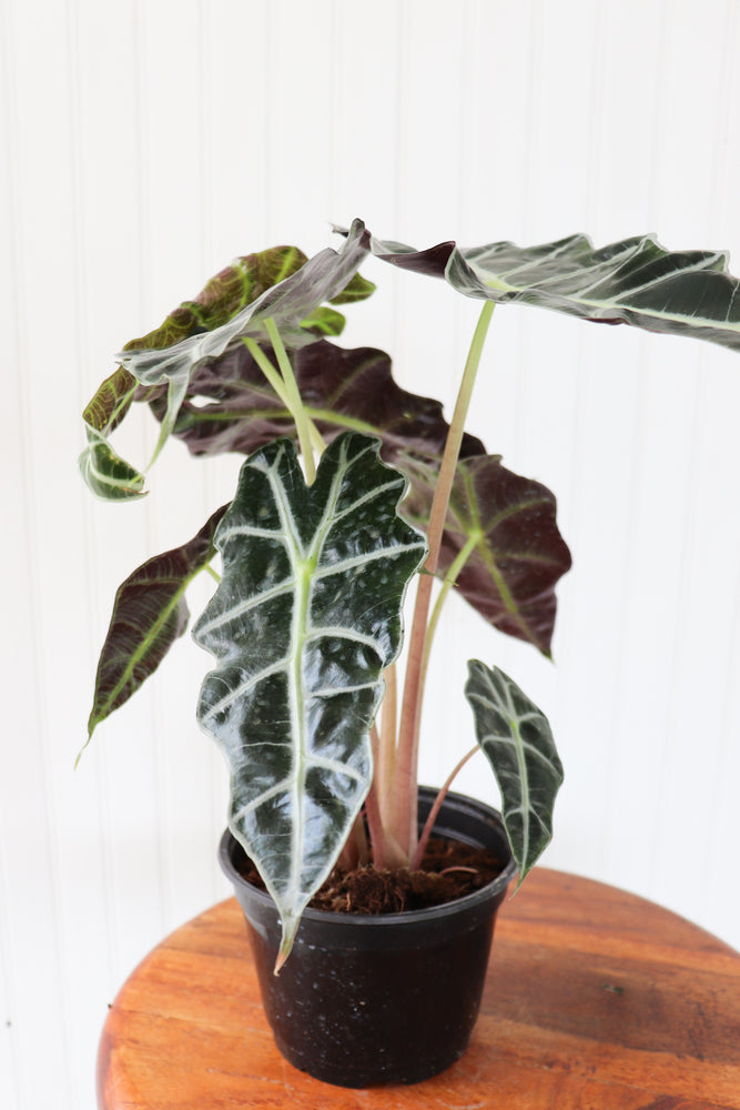 6" Alocasia Amazonica Polly