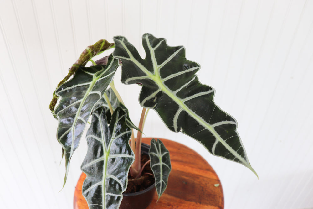 6" Alocasia Amazonica Polly