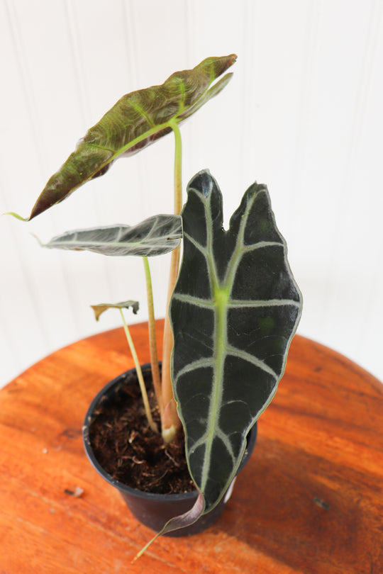 4" Alocasia Polly