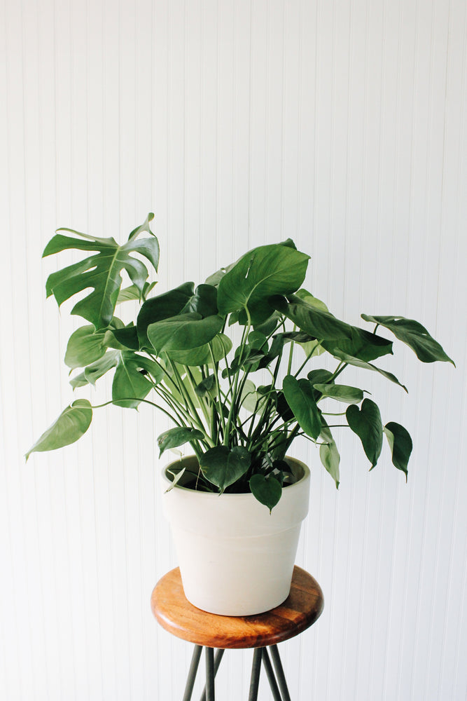 monstera deliciosa buy canada 10" Monstera Deliciosa – Anna's Garden, Home & Wellness