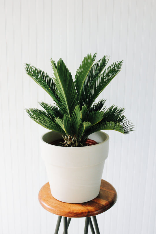 10" Cycas Revolta King Sago Palm