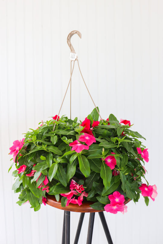 11" Vinca Flower Hanging (Multiple Colours)