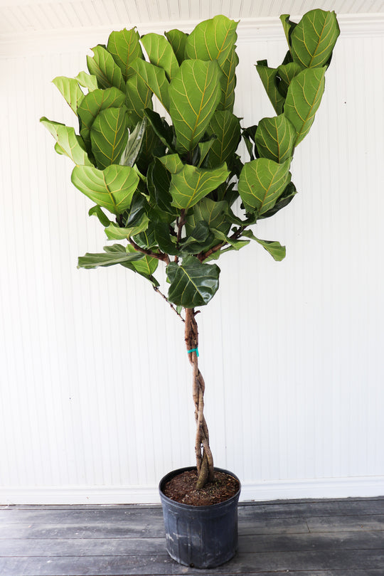 14" Ficus Lyrata