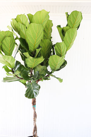 14" Ficus Lyrata