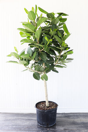 14" Ficus Audrey Standard