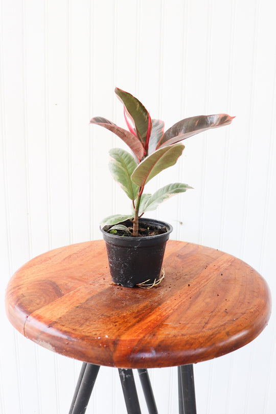 4" Ficus Elastica Rubber Tree 'Tineke'