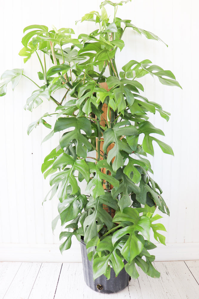 8" Monstera Adansonii "Swiss Cheese" Trellis
