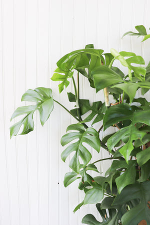 8" Monstera Adansonii "Swiss Cheese" Trellis