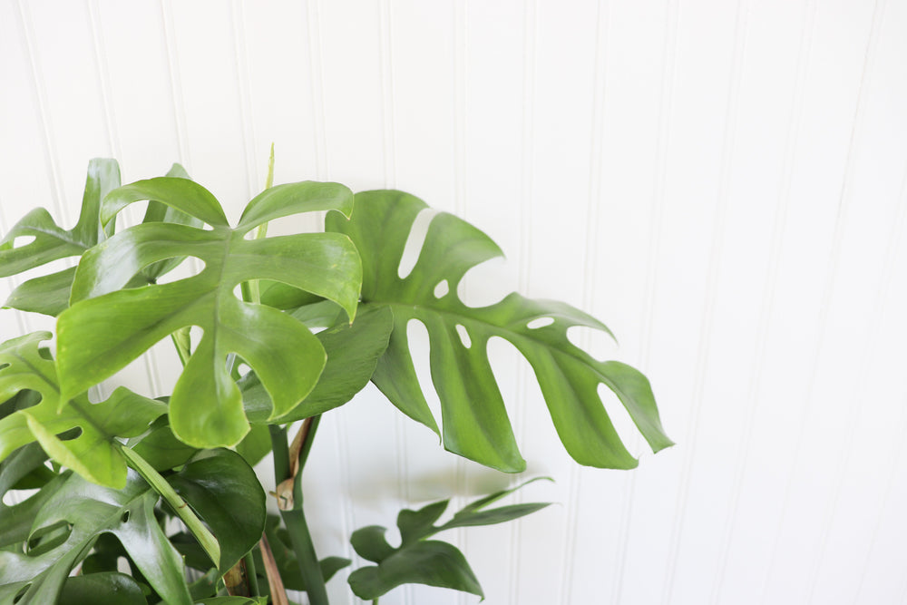 8" Monstera Adansonii "Swiss Cheese" Trellis