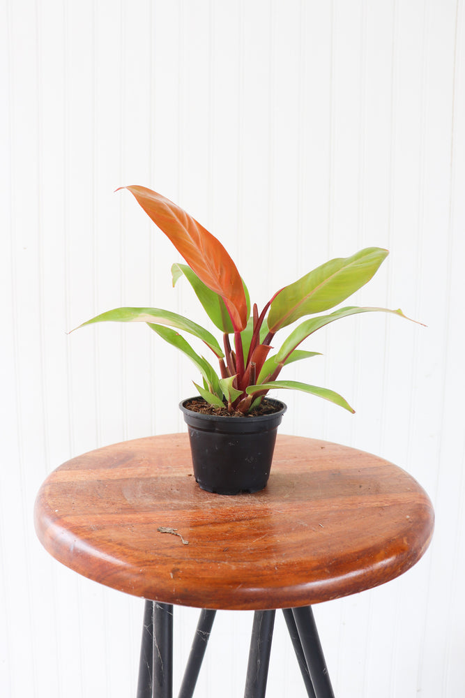 4" Philodendron Tangerine