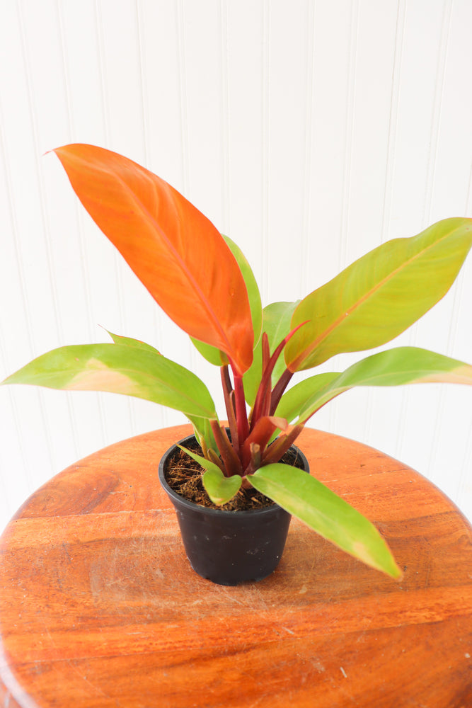 4" Philodendron Tangerine