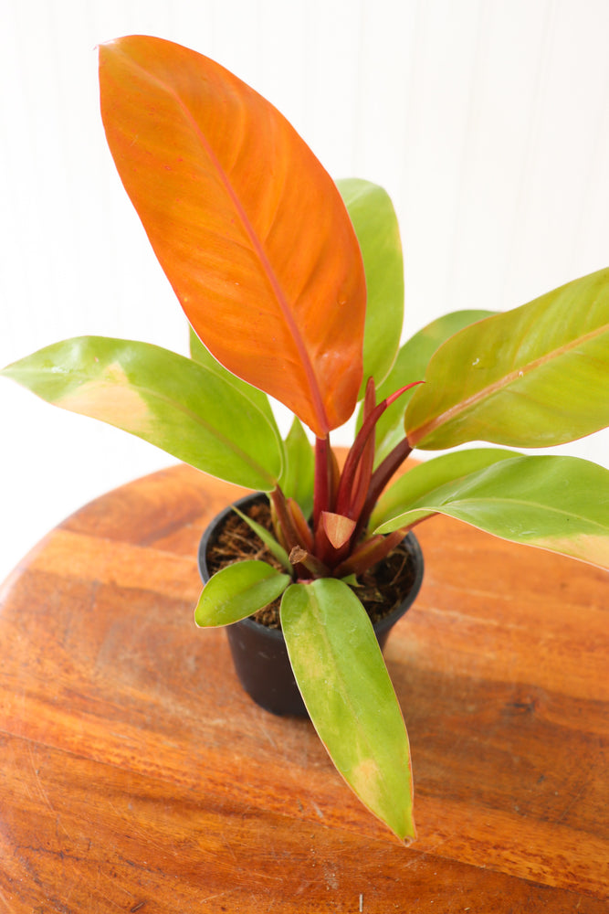 4" Philodendron Tangerine