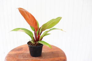 4" Philodendron Tangerine