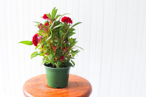 
            
                Load image into Gallery viewer, 6&amp;quot; Celosia
            
        