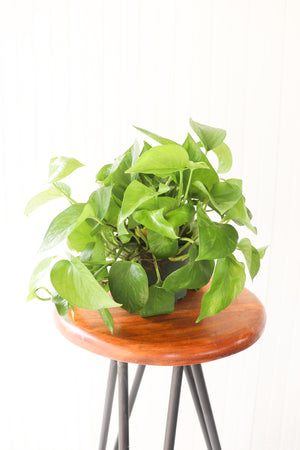 6" Jade Pothos