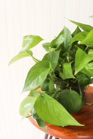 6" Jade Pothos