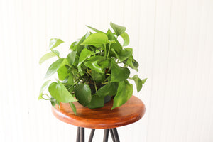 6" Jade Pothos