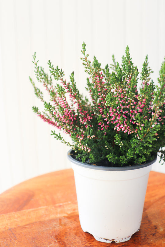 4" Fall Heather 'Calluna Vulgaris' (4 Colours)