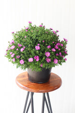 9" Aster (Various Colours)