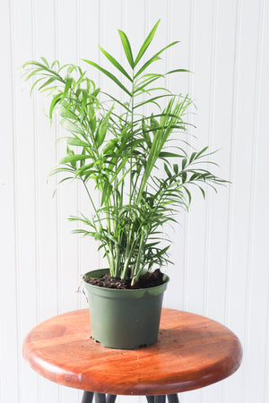 6" Neanthe Bella Palm