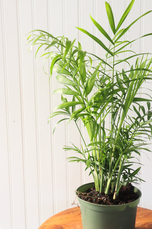 6" Neanthe Bella Palm