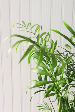 6" Neanthe Bella Palm