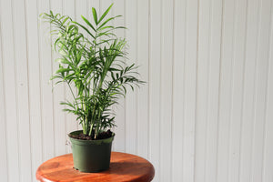 6" Neanthe Bella Palm