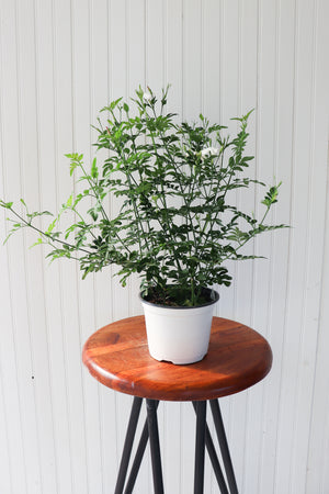 6" Common Jasmine Upright