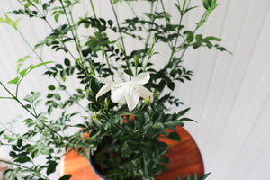 6" Common Jasmine Upright