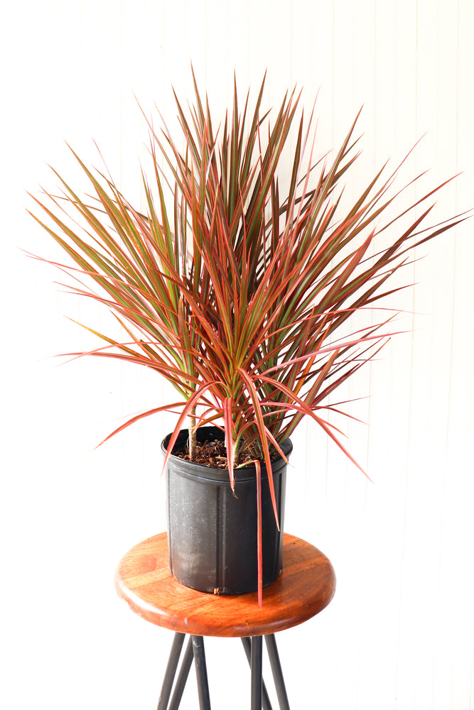 
            
                Load image into Gallery viewer, 10&amp;quot; Dracaena Colorama Bush
            
        