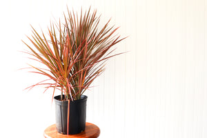 
            
                Load image into Gallery viewer, 10&amp;quot; Dracaena Colorama Bush
            
        